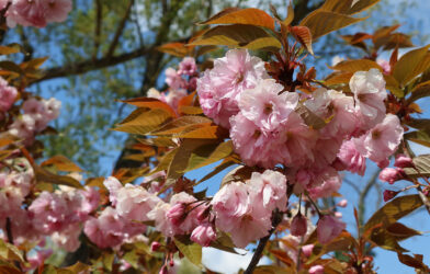 Culte en direct 1er février 2026