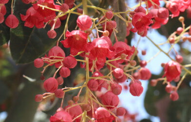 Culte en direct 25 janvier 2026