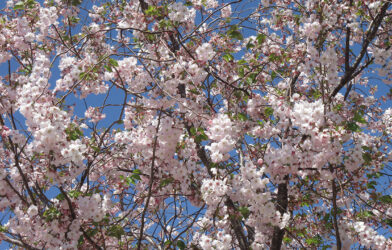 Culte en direct 19 avril 2026