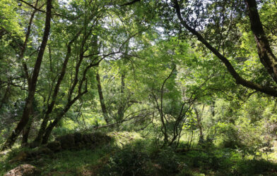 Exposition « Le monde comme jardin »