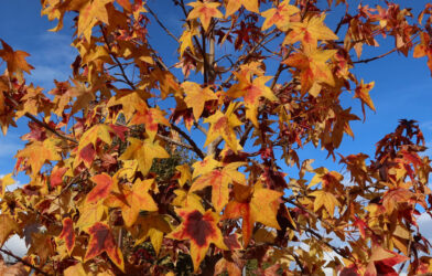 Culte en direct 09 novembre 2025