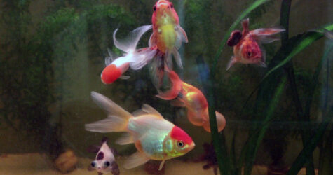 Les mercredis de Sainte-Lucie