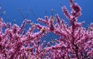 Culte en direct 26 avril 2026